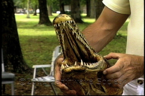 Alligator Gar Skull