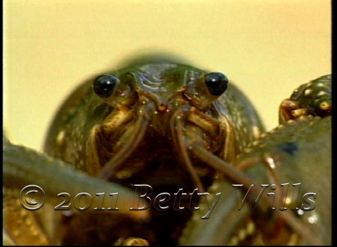 Crayfish Eyes